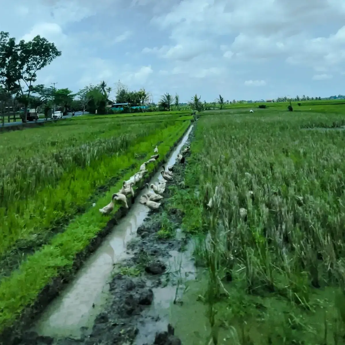 Canggu to Ubud journey with ducks on the roadside