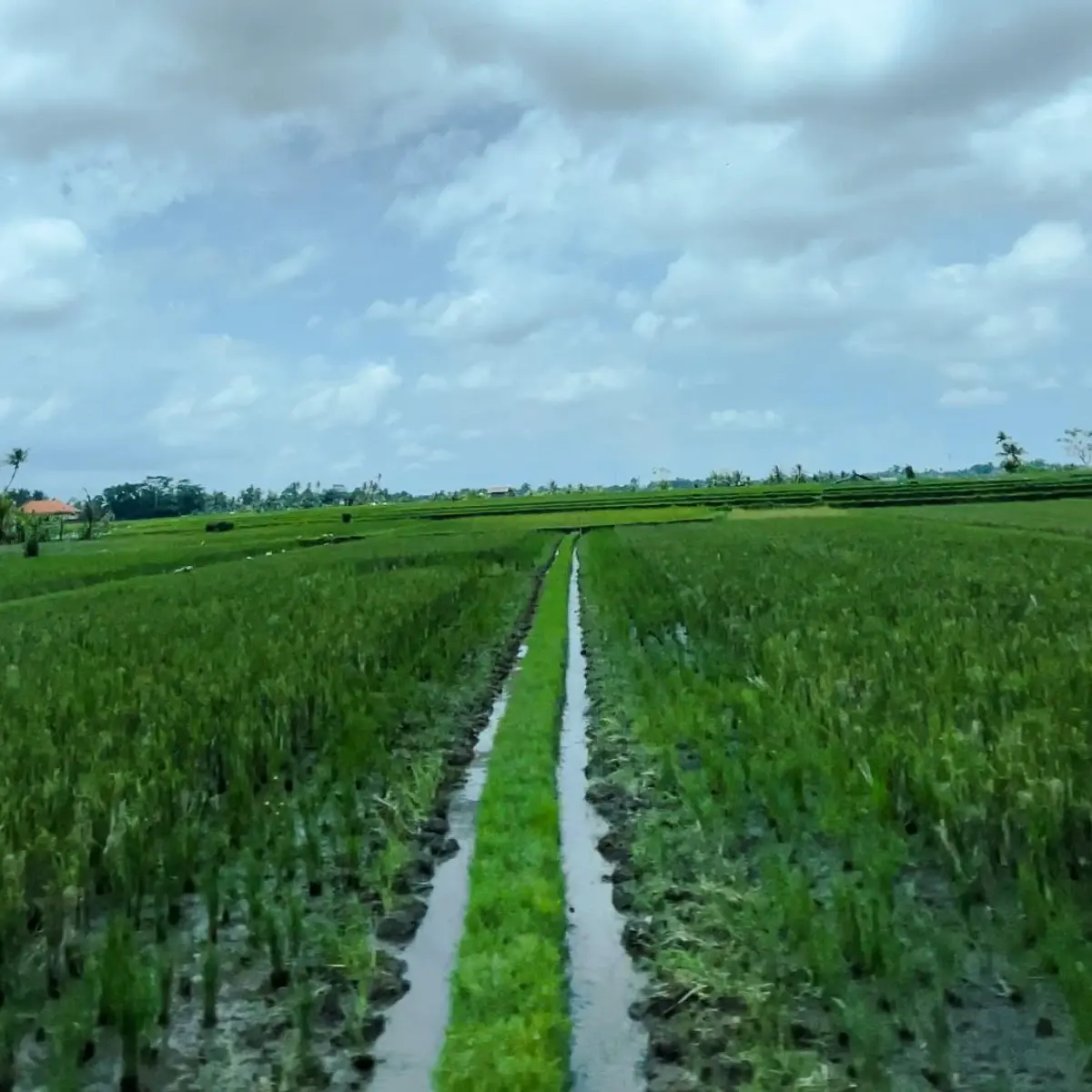Rice paddy fields on the way to Ubud
