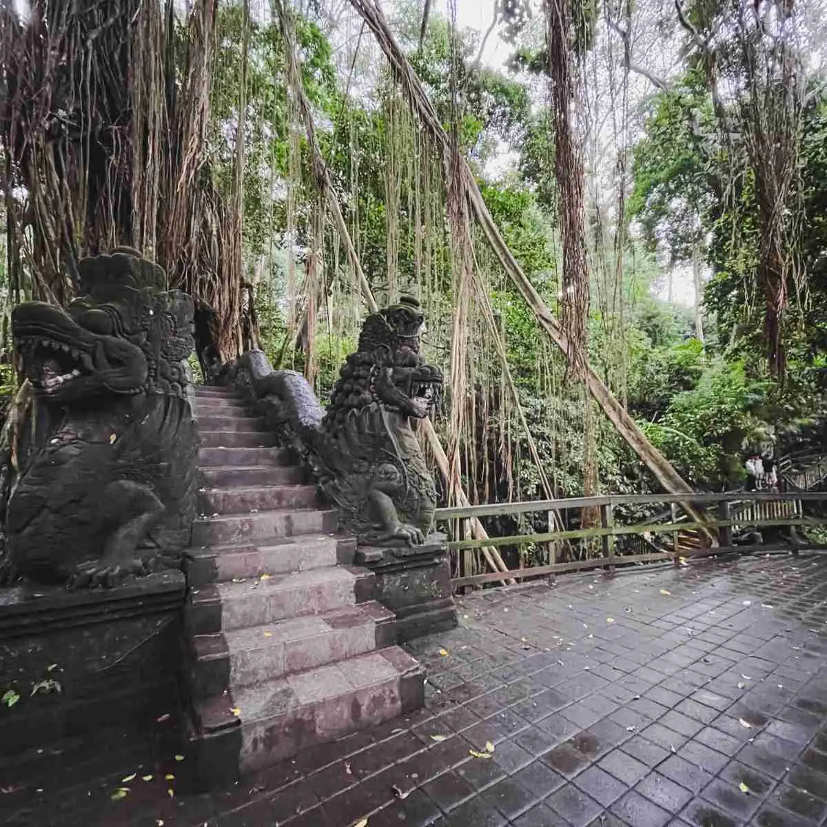 Ancient forest monkey sanctuary