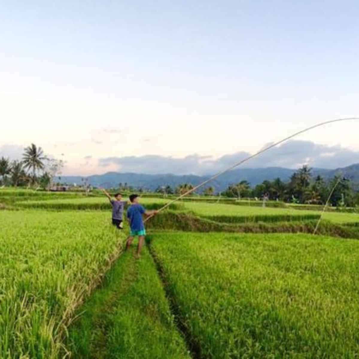 Busungbiu Bali rice fields