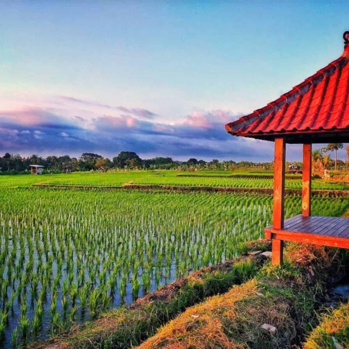 Canggu sawah padi