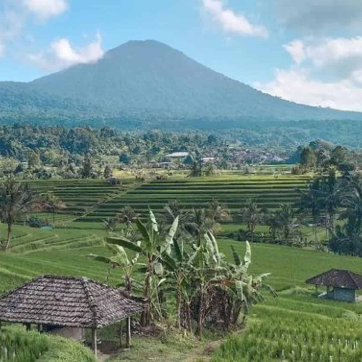 Jatiwulih rice field landscape view