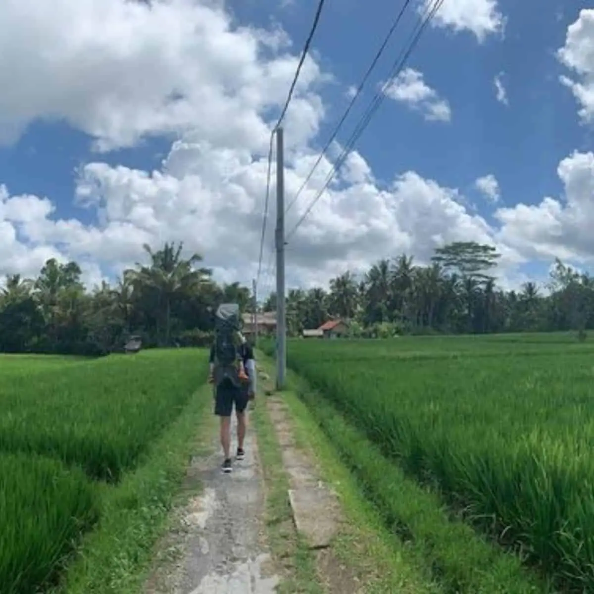 Kajeng Rice fields