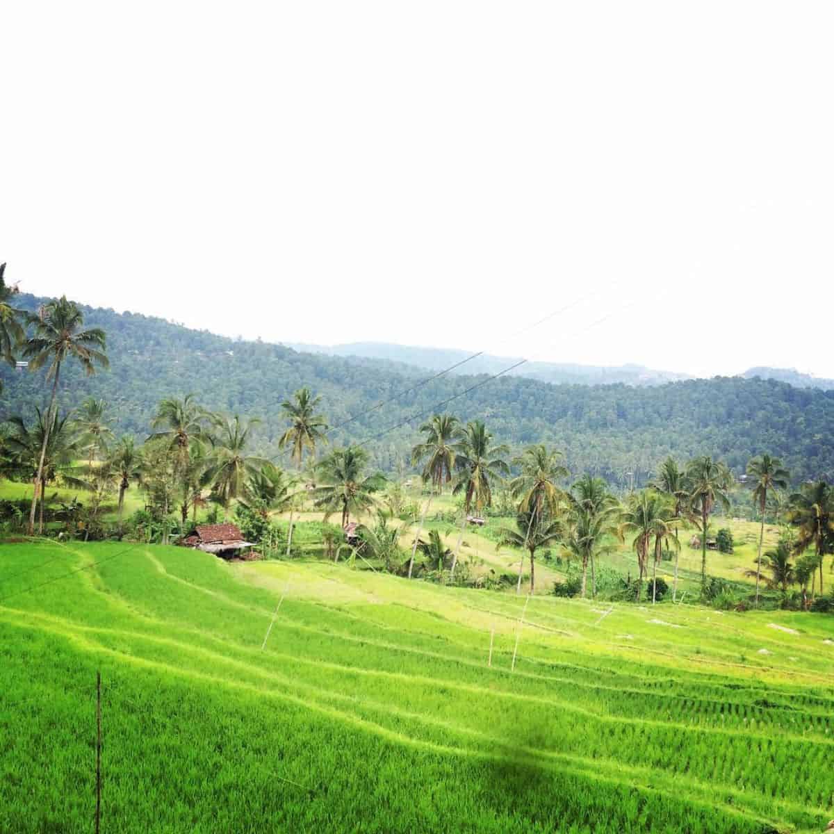 Munduk sawah padi 