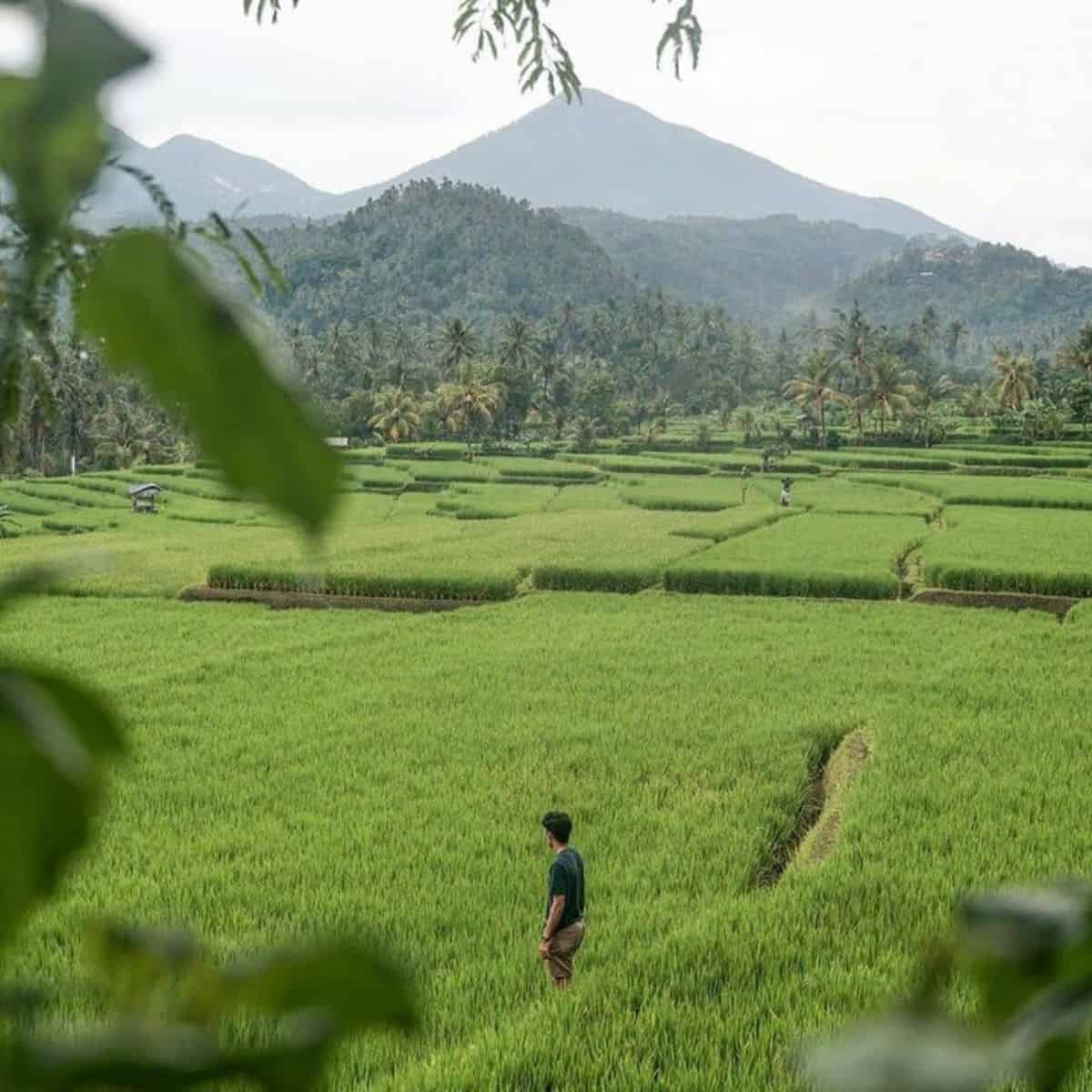 Pupuan terraces in Bali Western region