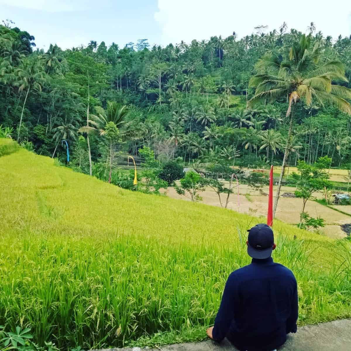 Paddy fields near Rendang Bali