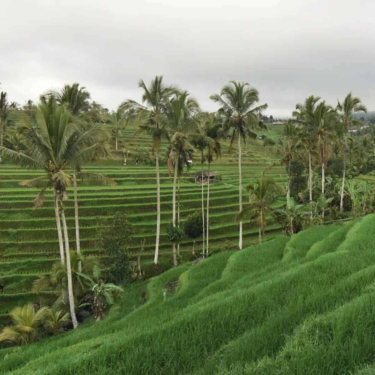 Sidemen terraces sawah padi bali rice fields