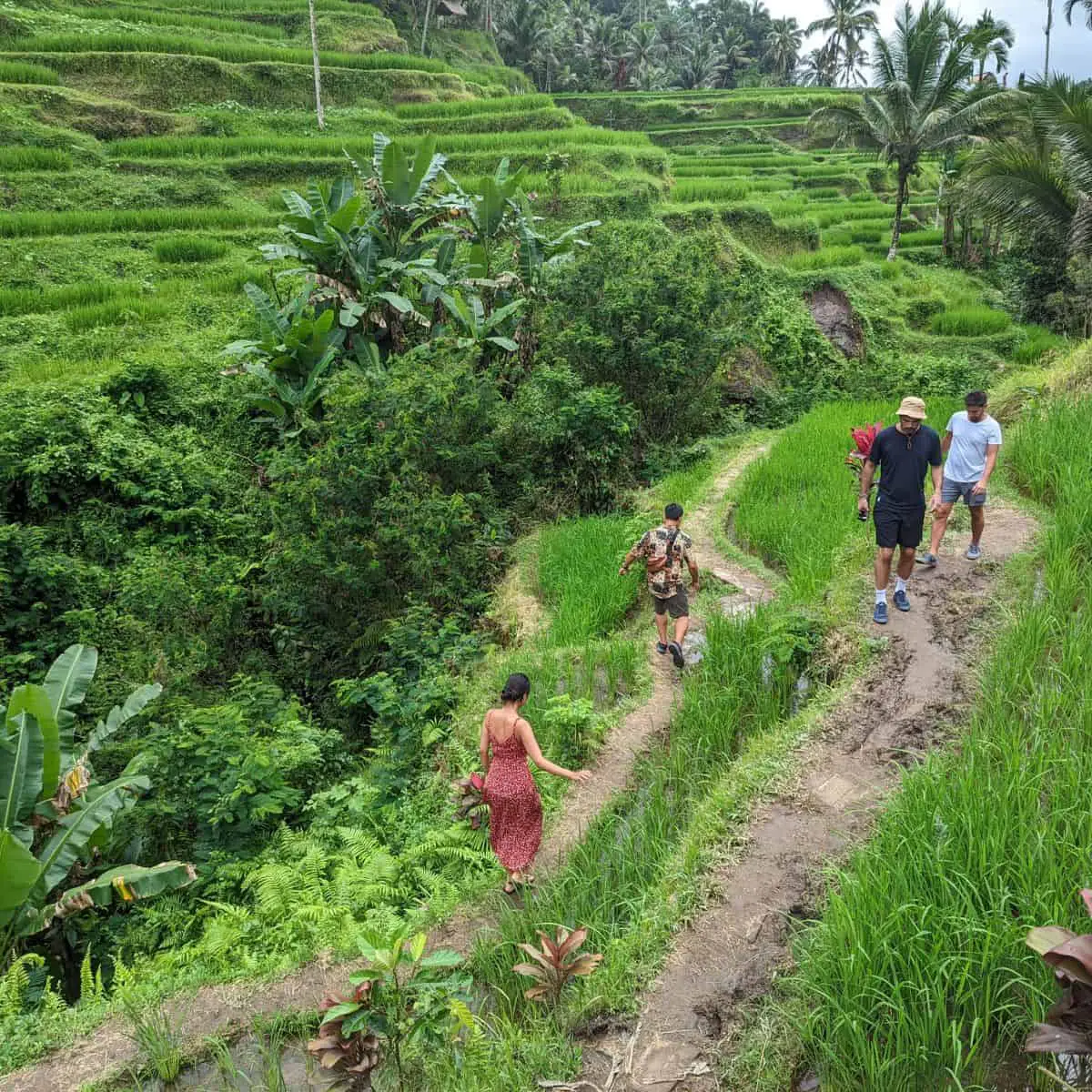 Strolling through the paddy fields of Ubud Bali