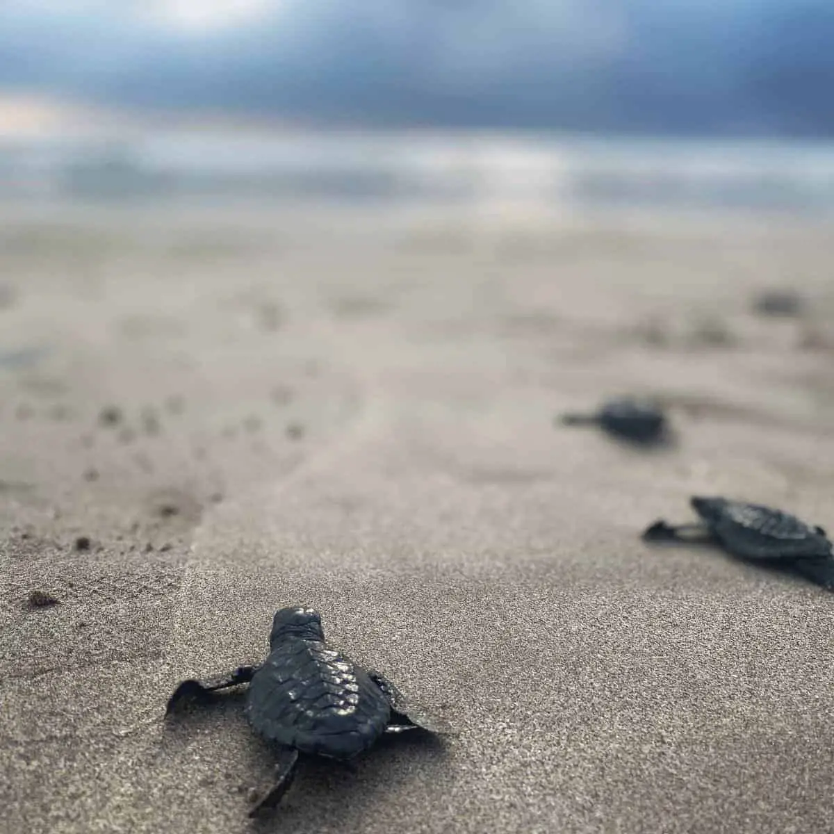 Baby sea turtle released at Kuta beach by Bali Sea Turtle Society BSTS