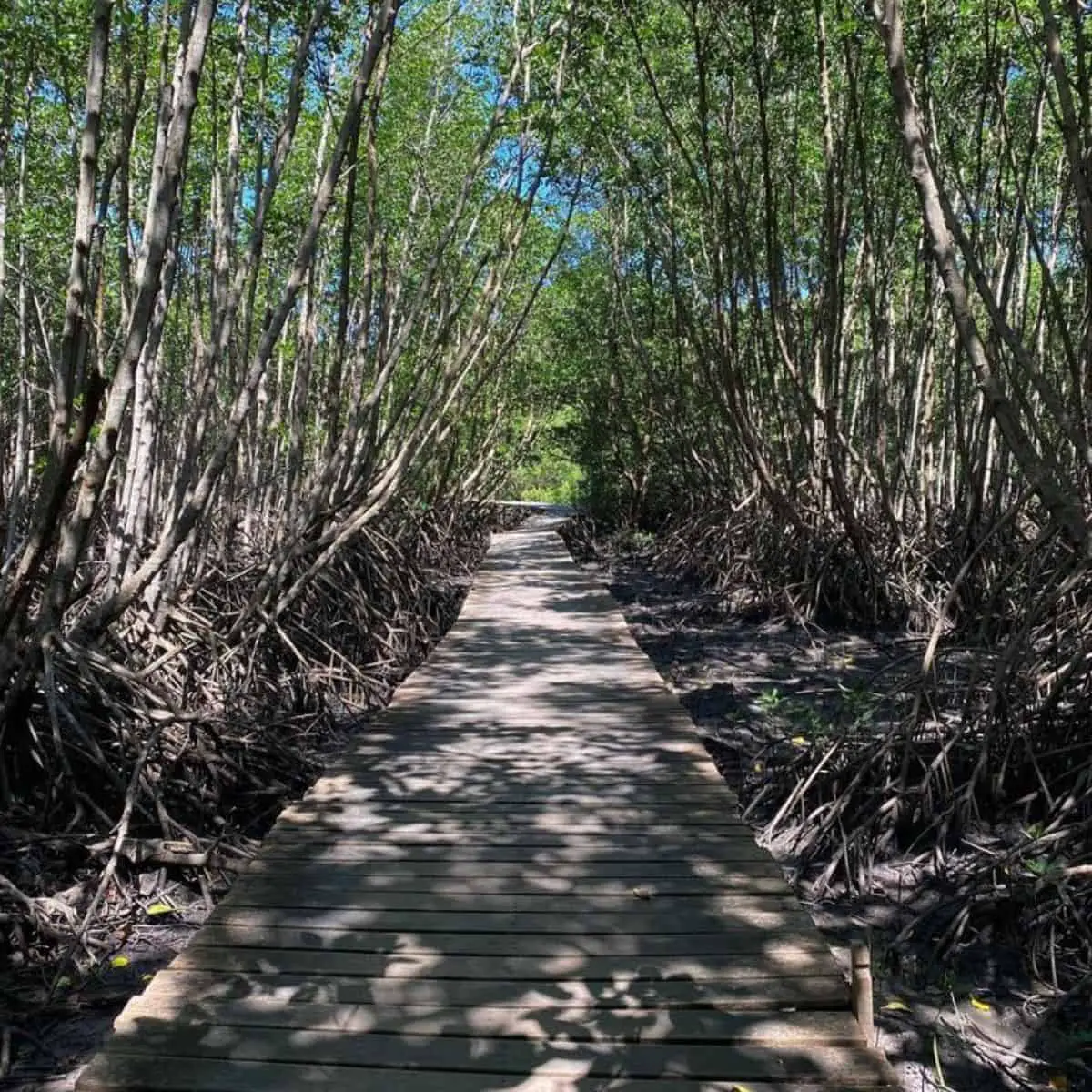 Mangrove Conservation Forest in Bali