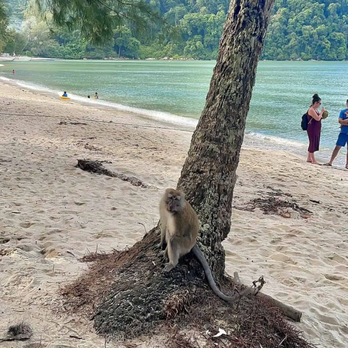 Monkey beach Penang National Park