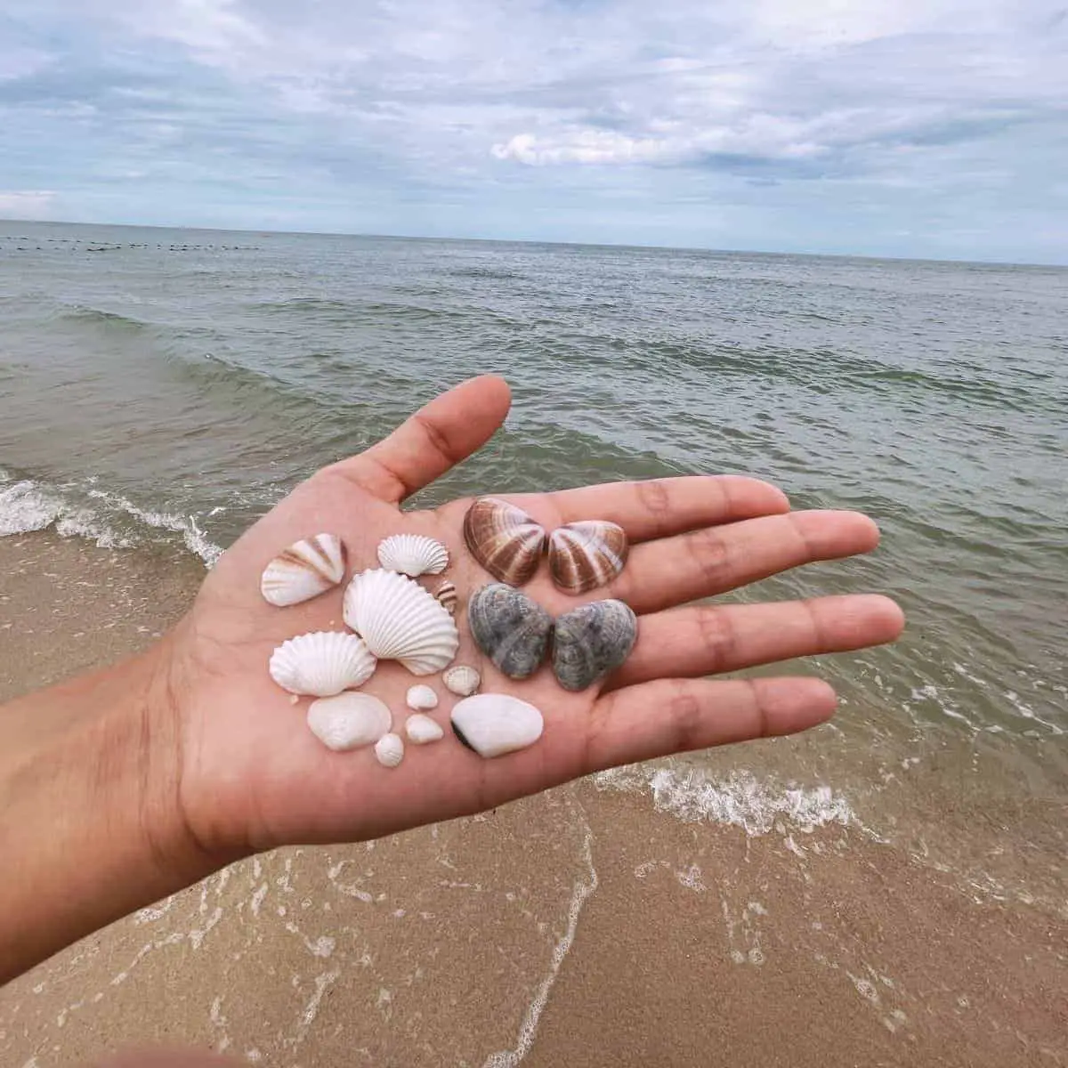 Pretty seashells at Penang Beaches