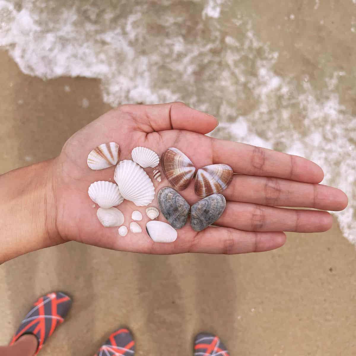 Pretty seashells can be found along the seashore