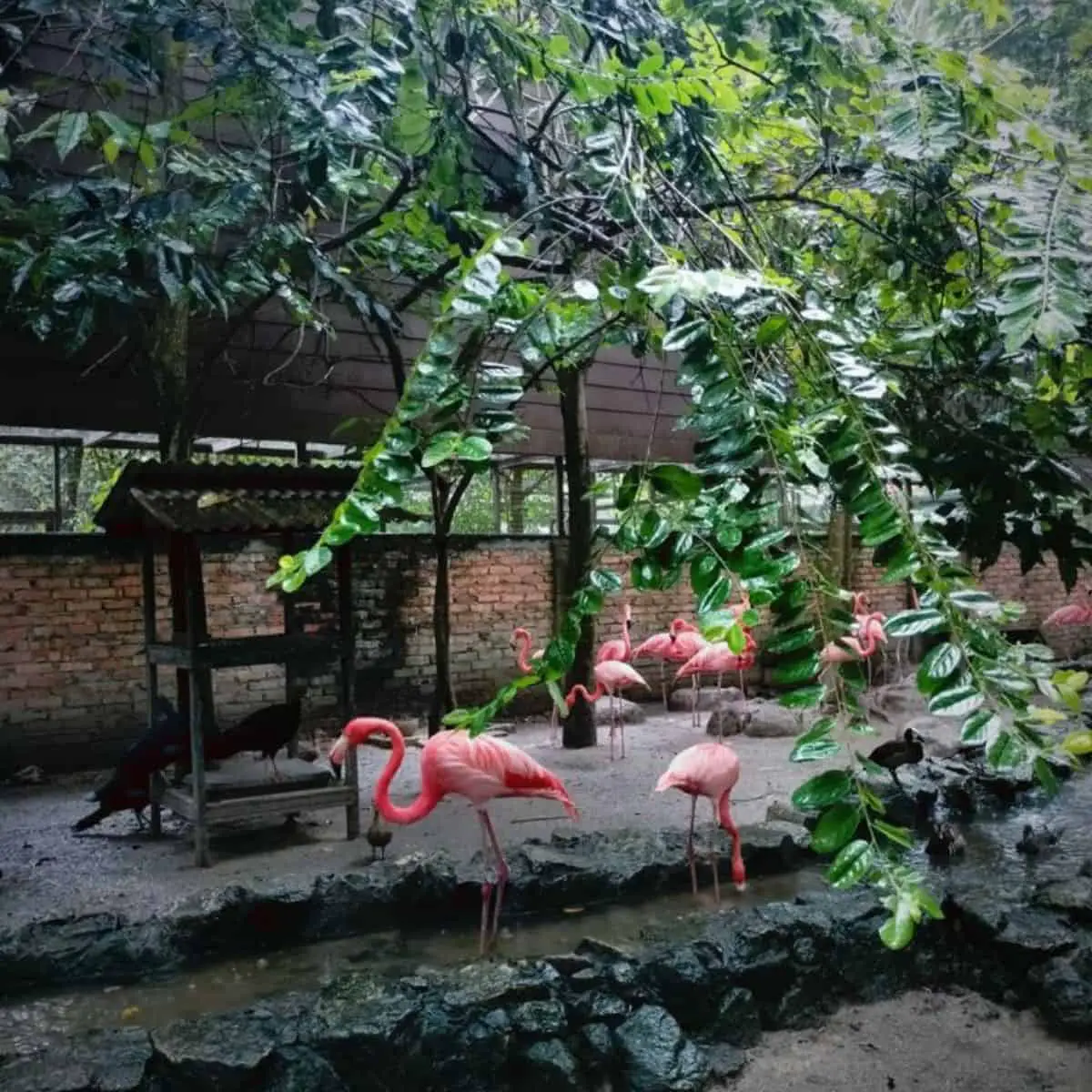 A beautiful shot of flamingos chilling out at Penang Bird Park