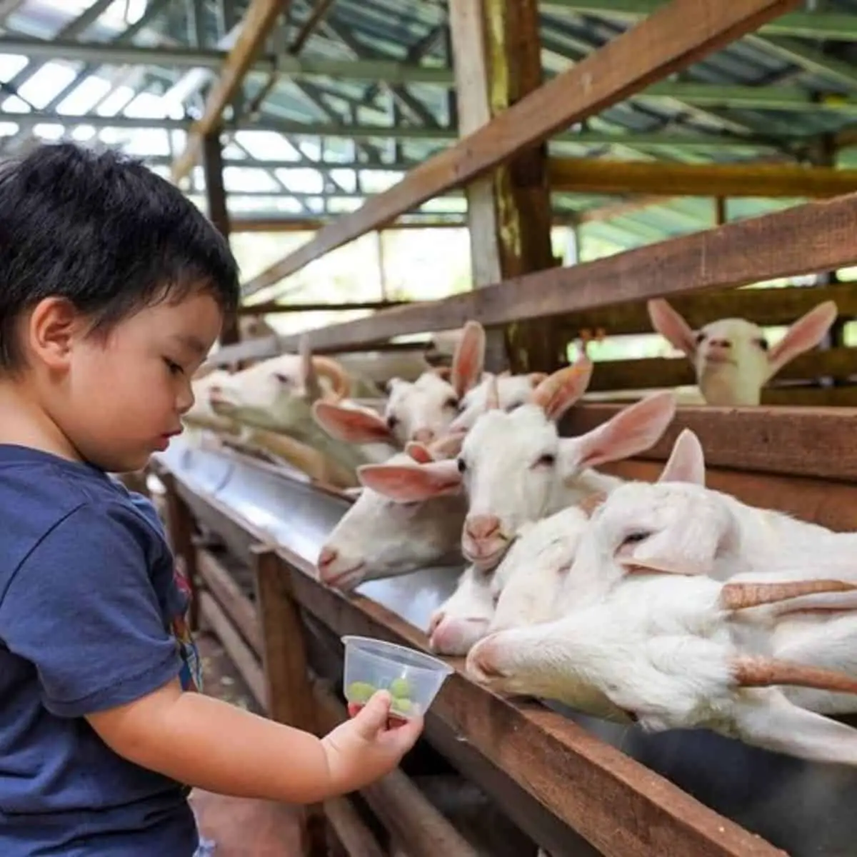 Things To Do With Kids in Penang A child feeding the white goats of Saanen Dairy Goat Farm