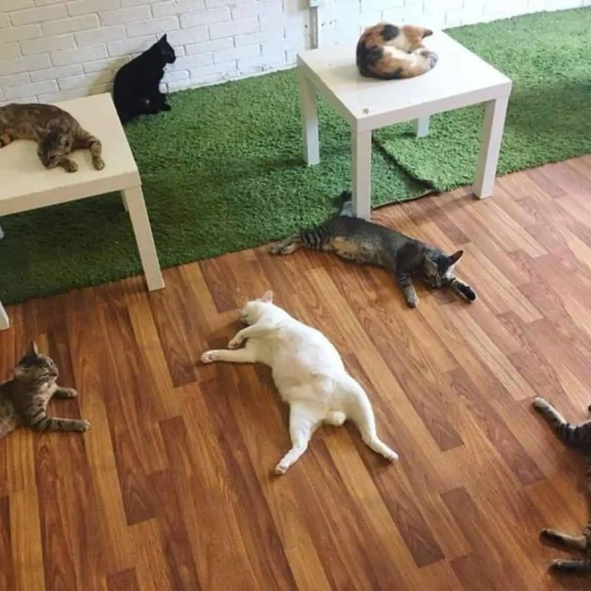 Cats in different colours lying down inside the Purrfect Cat Cafe Things To Do With Kids in Penang