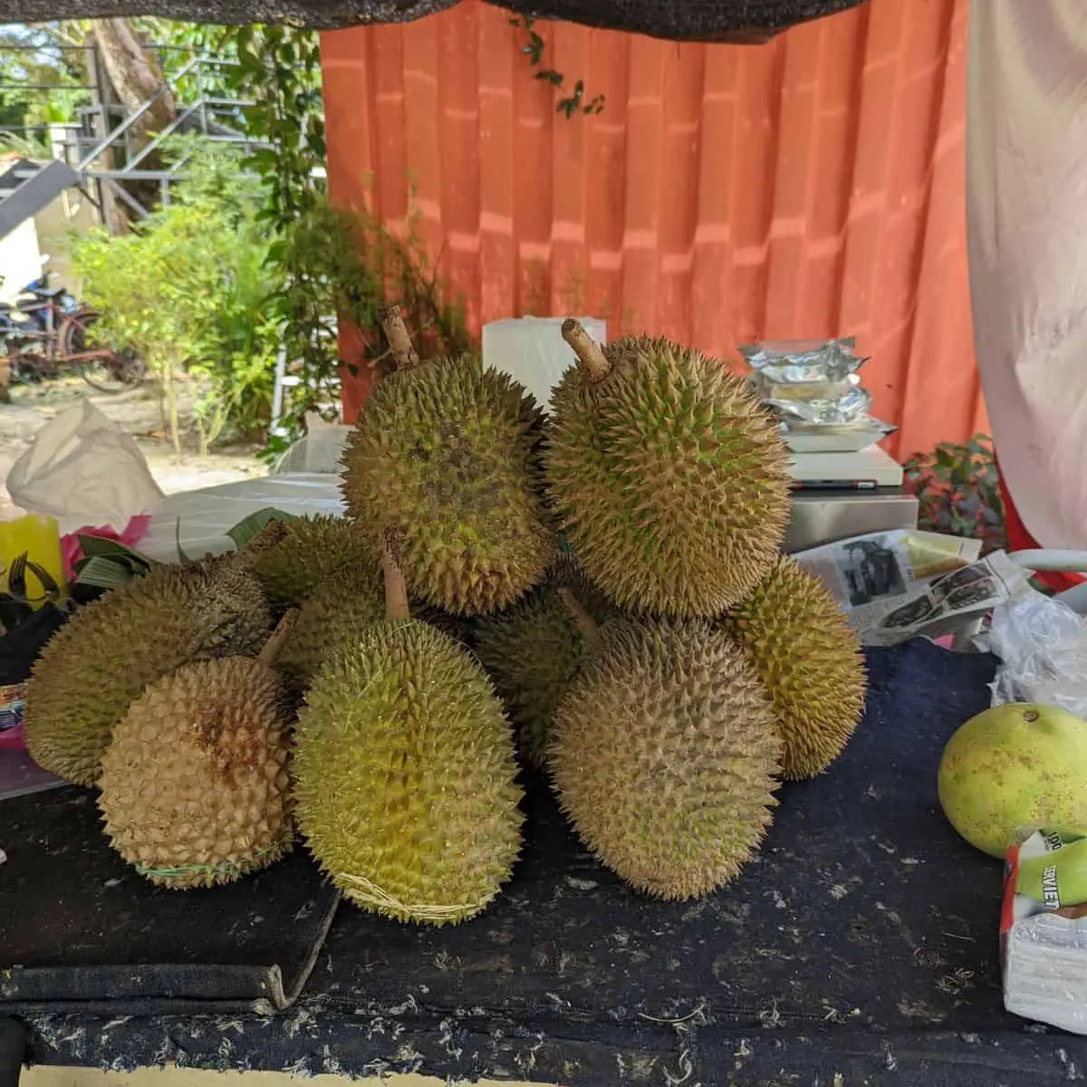 Variety of durian estate farm at 2 acres Balik Pulau Penang
