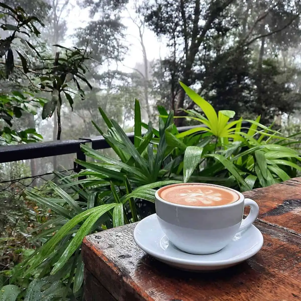 Kommune luscious cup of coffee with a green scenery in Penang Hill