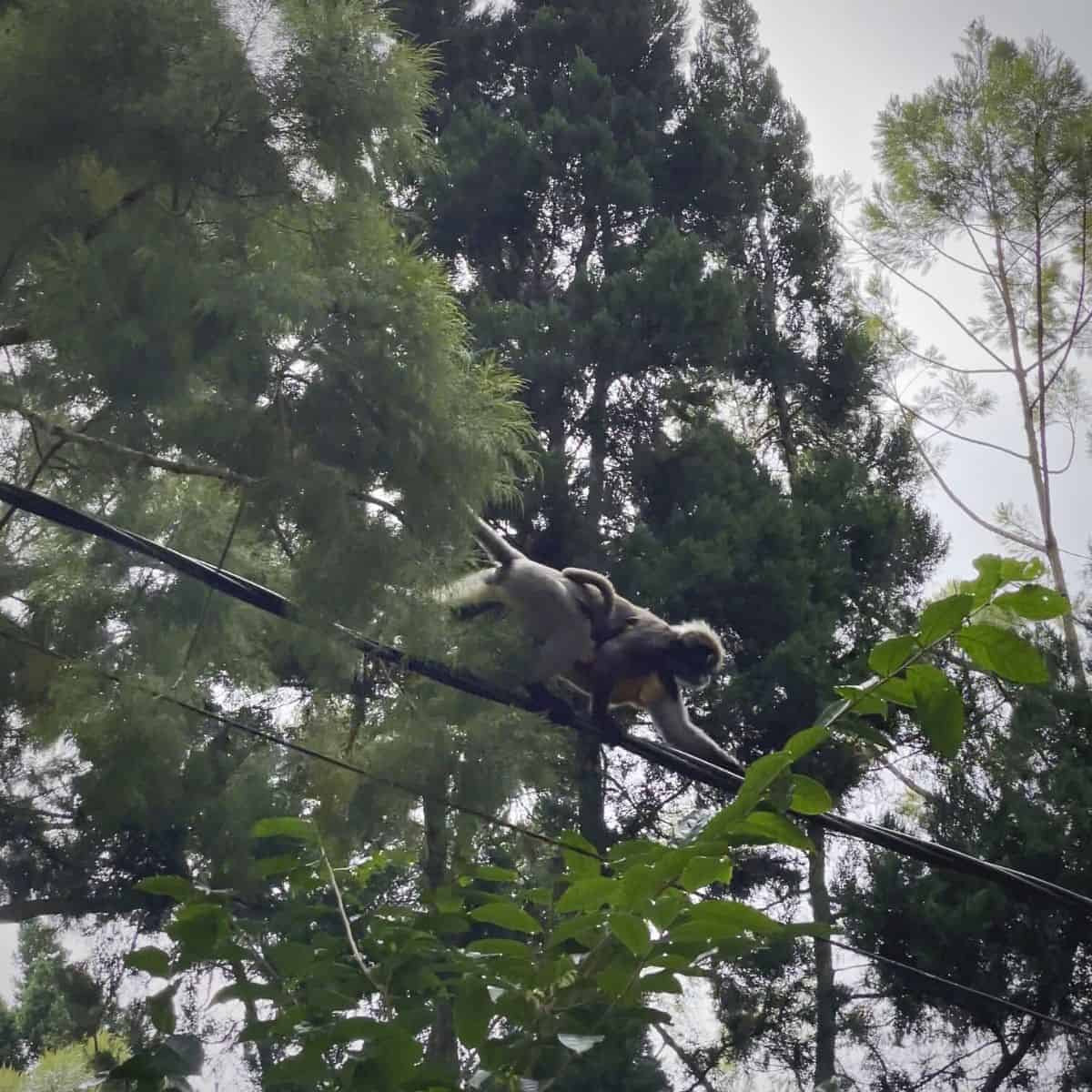 Dusky Leaf Monkey with baby